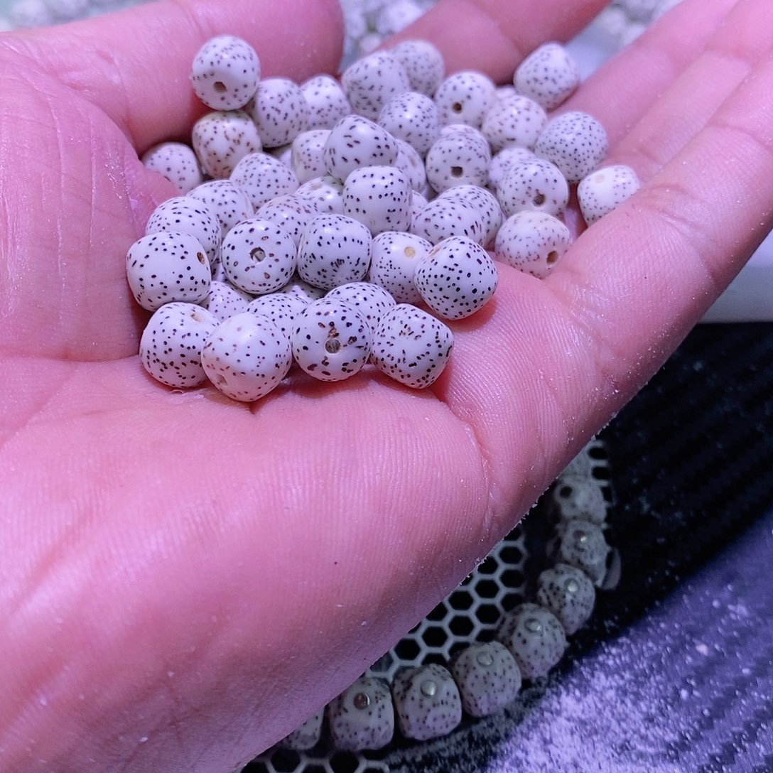 柏香籽/百香籽吊坠?**莹9