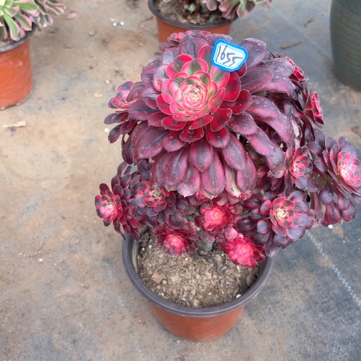 香奈儿法师多肉1655