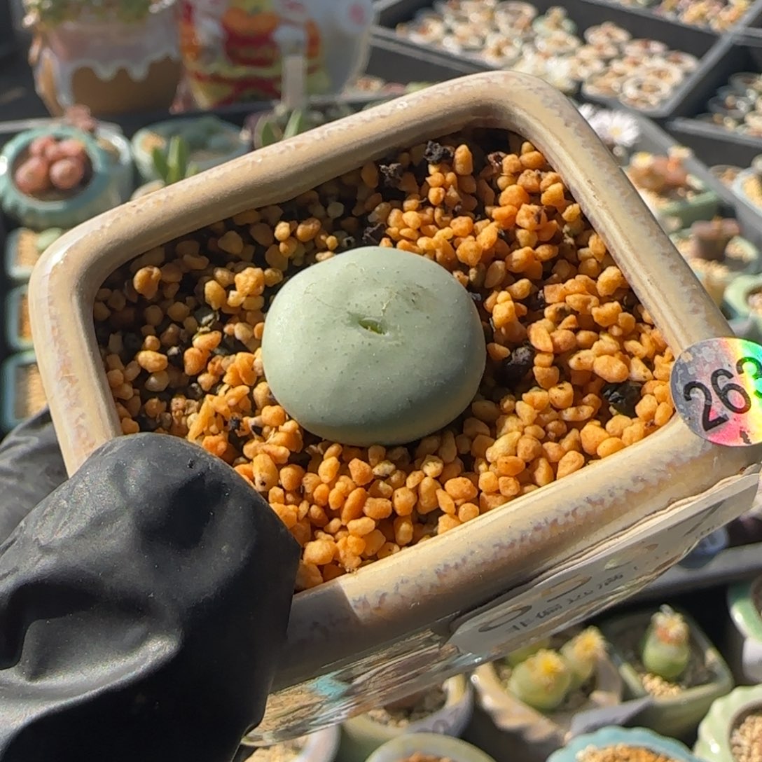 8567-一物一拍 带盆