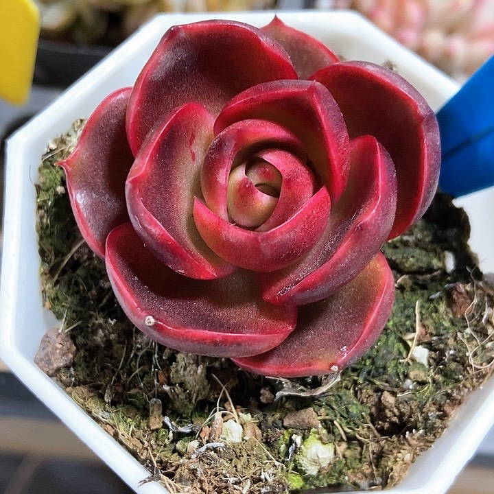 多肉植物红灯952