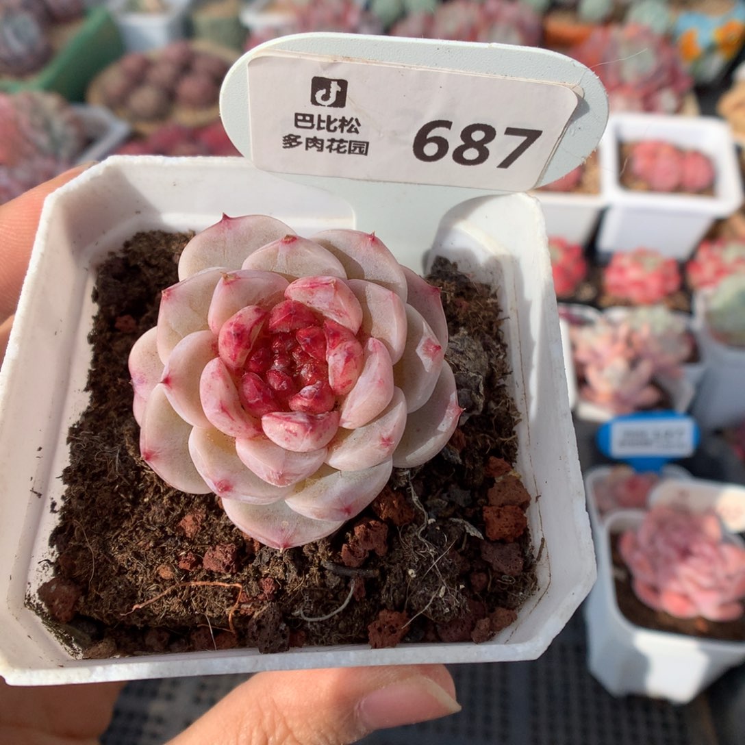 687天鹅绒多肉植物