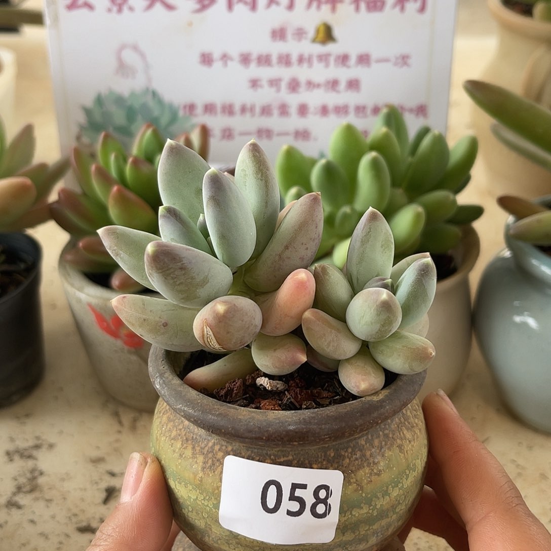 松果。   058。 111111111