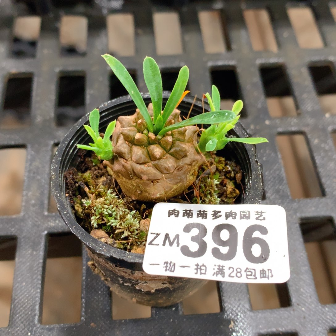 肉萌萌拇指盆精控多肉ZM396