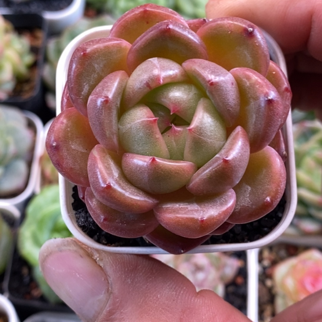 天官赐福百无禁忌