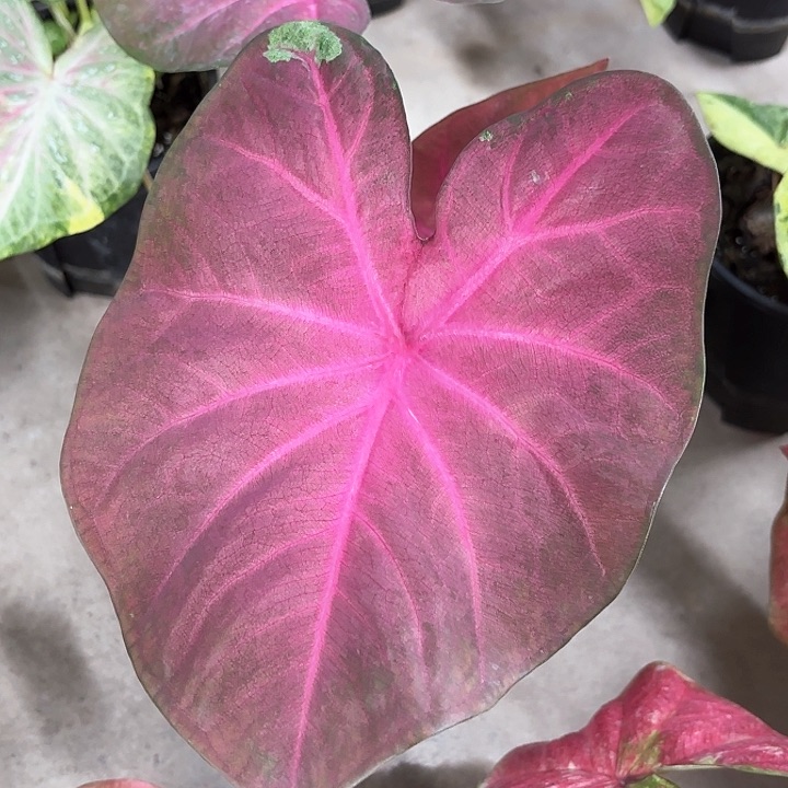 13-0212热浪彩叶芋广东现货