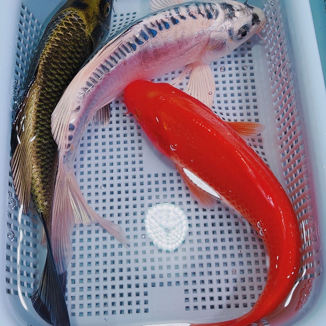 锦鲤锦鲤冷水观赏鱼