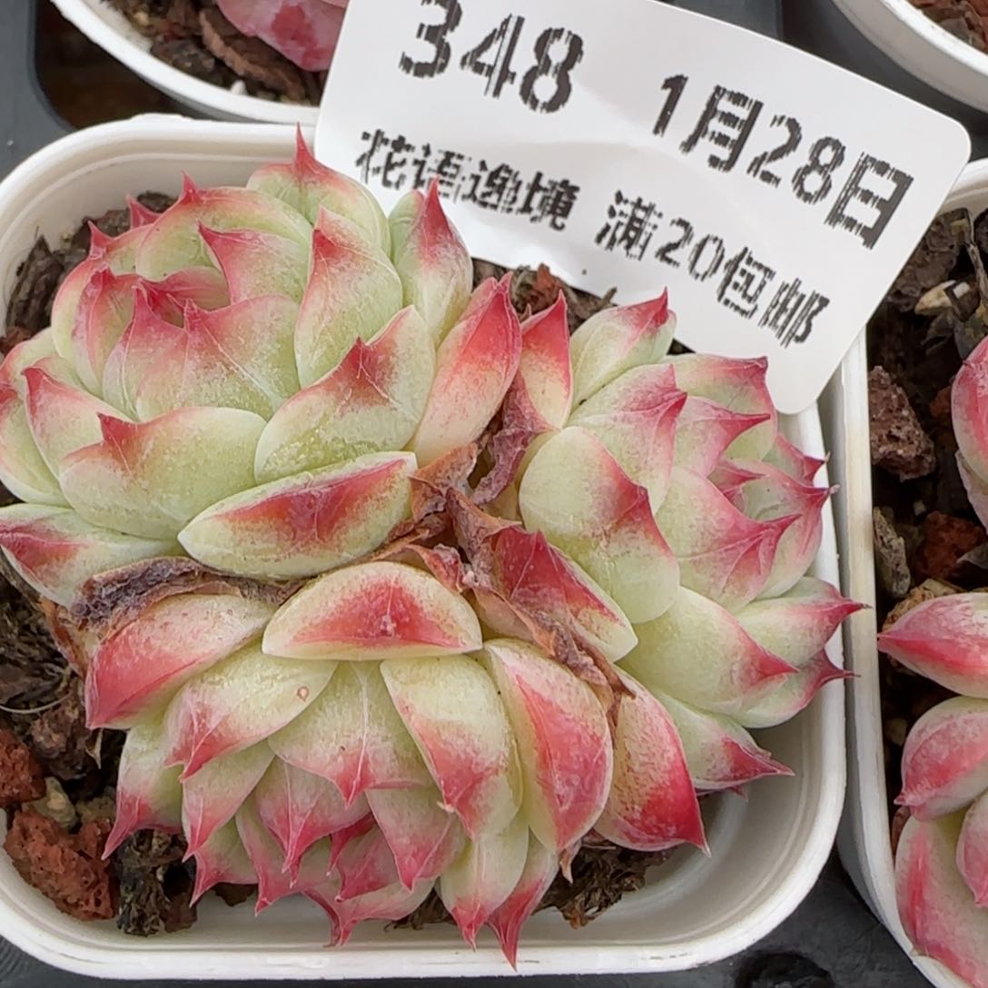 花语逸镜0128-348