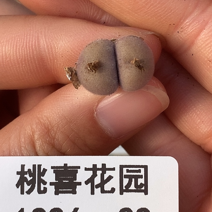 嘟***茶1226-22-d毛。     