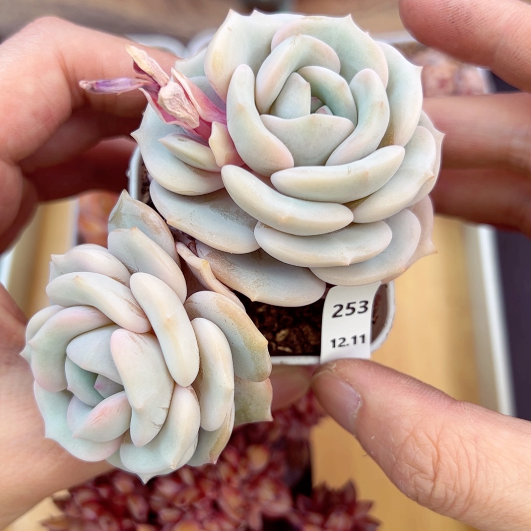 好好看253、哈哈哈哈