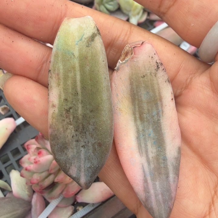 紫丽殿锦一组叶片