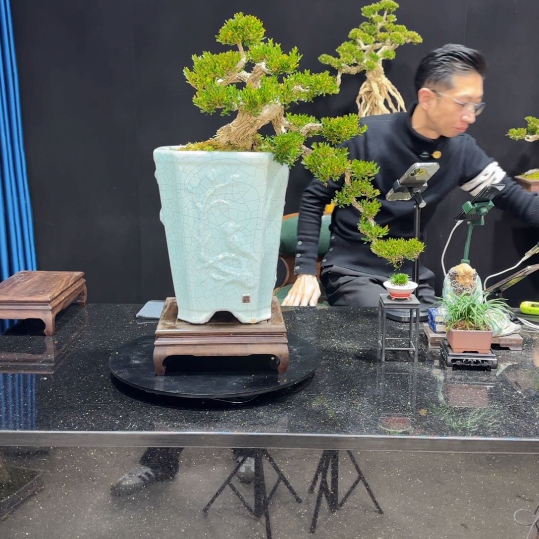 黄杨室内室外盆景艺术