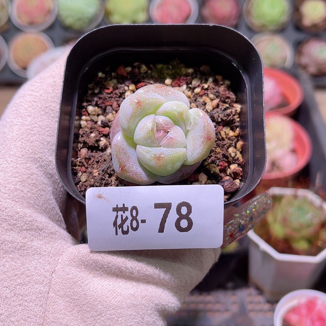 花利美8-78糖心冰玉