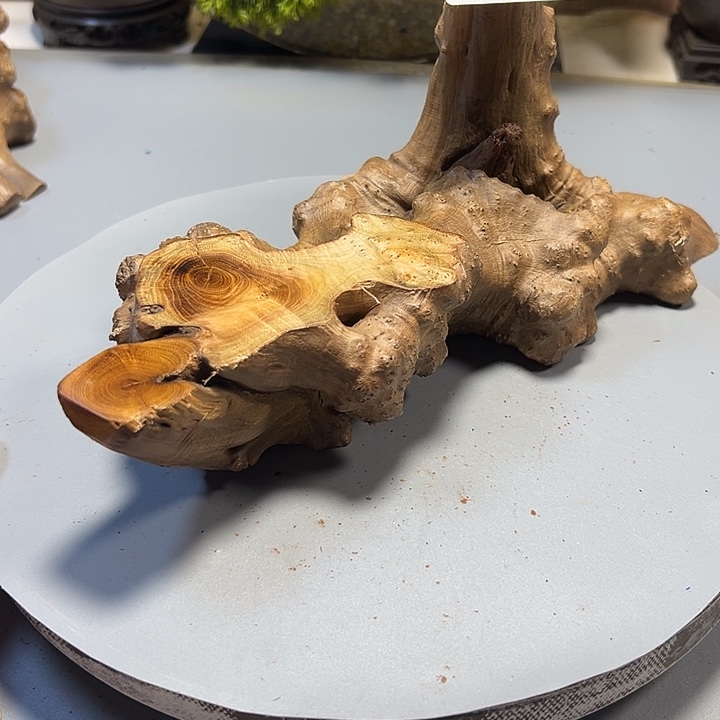 普***艳大果紫檀（缅甸花梨）