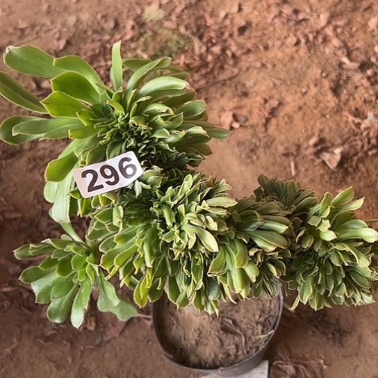 *****多肉植物一个妖装296