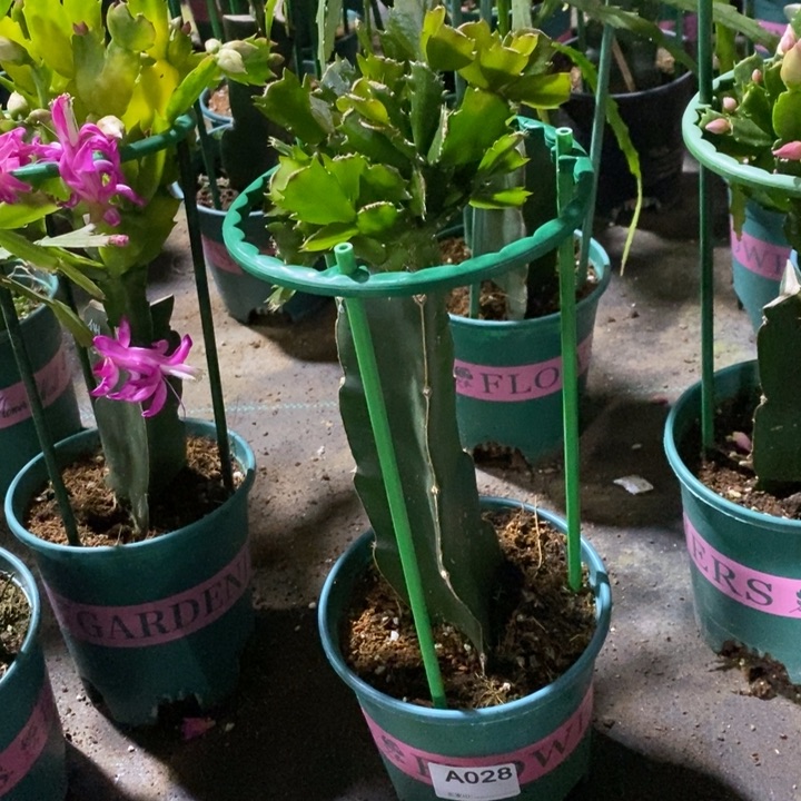 大部分花苞少量开放火****武028嫁接084