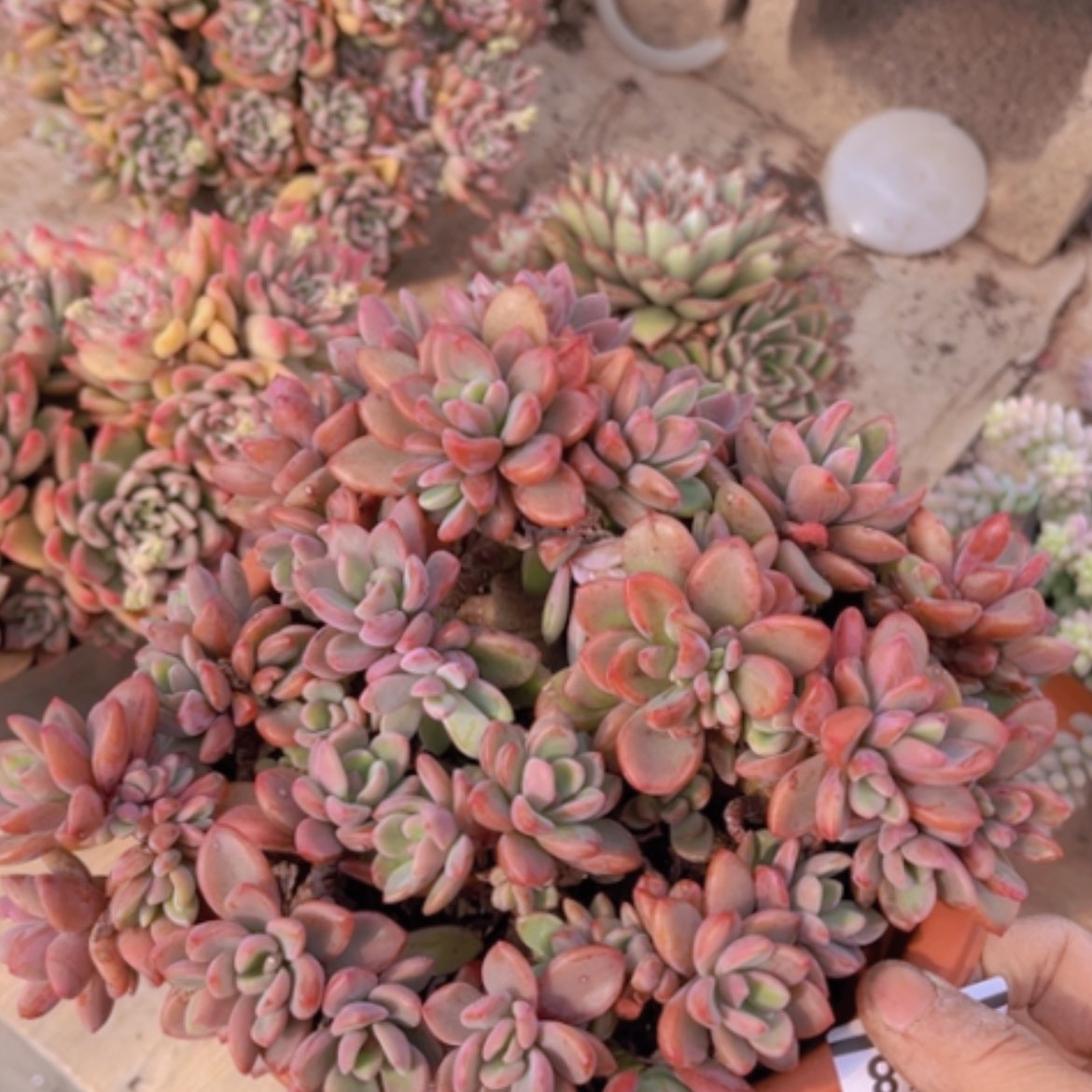 【闪购商品】紫心25218