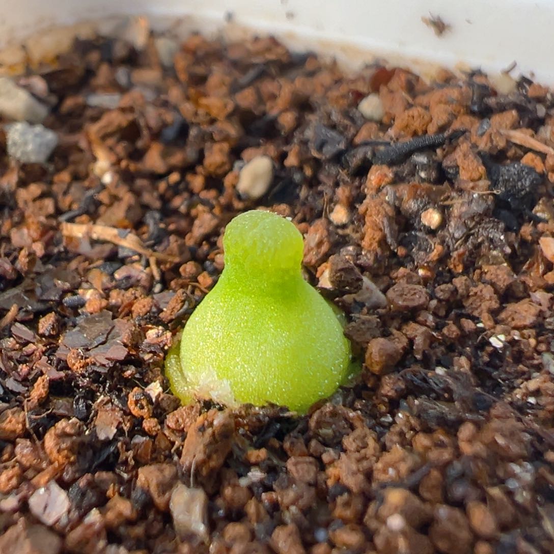 10多肉植物百科知识