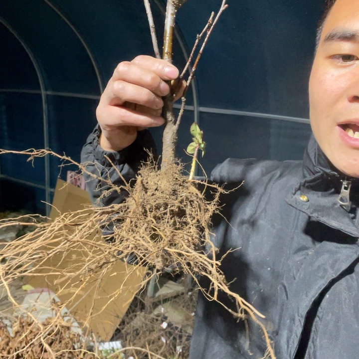 红玉海棠花一颗苗一颗