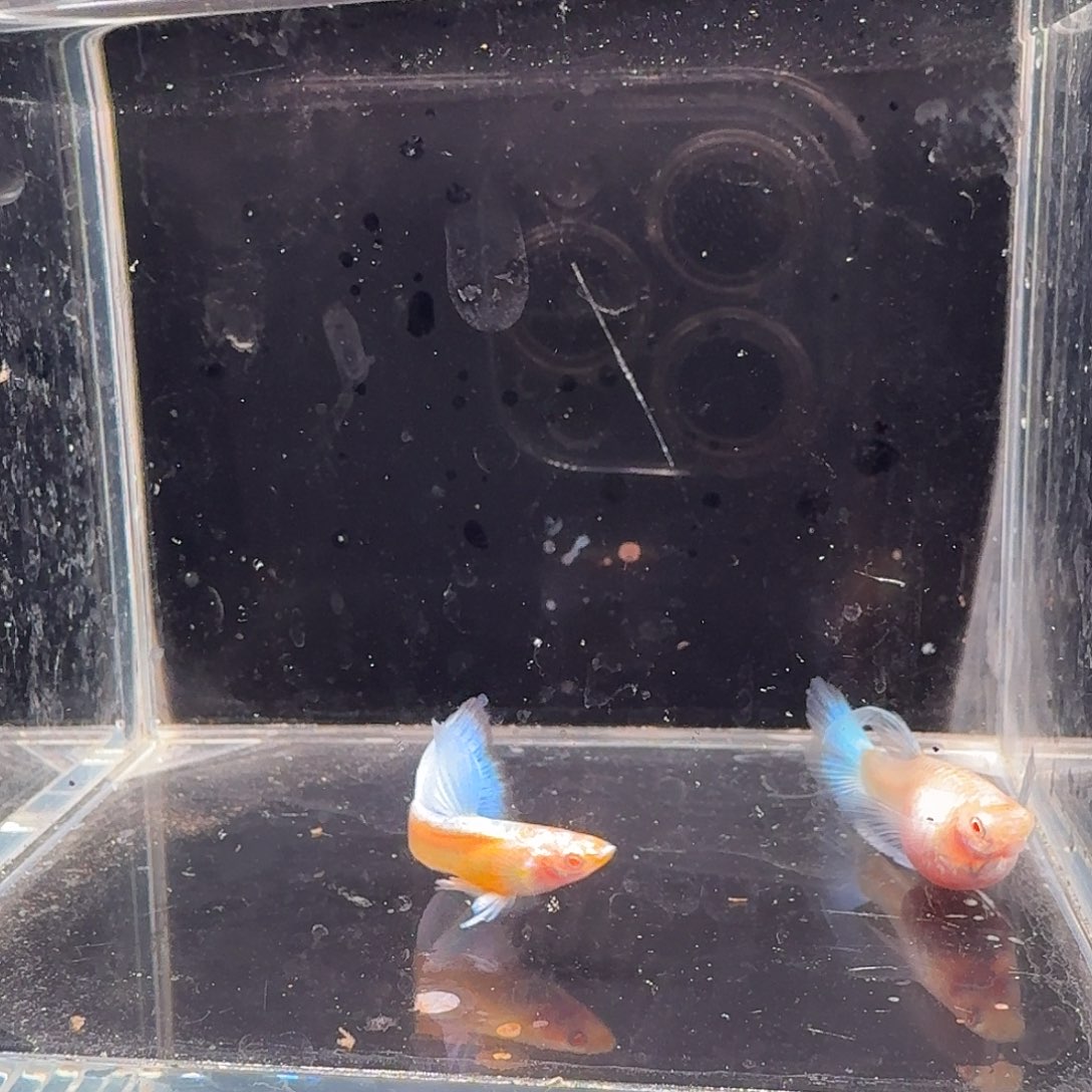 孔雀鱼蓝白缎带1✅