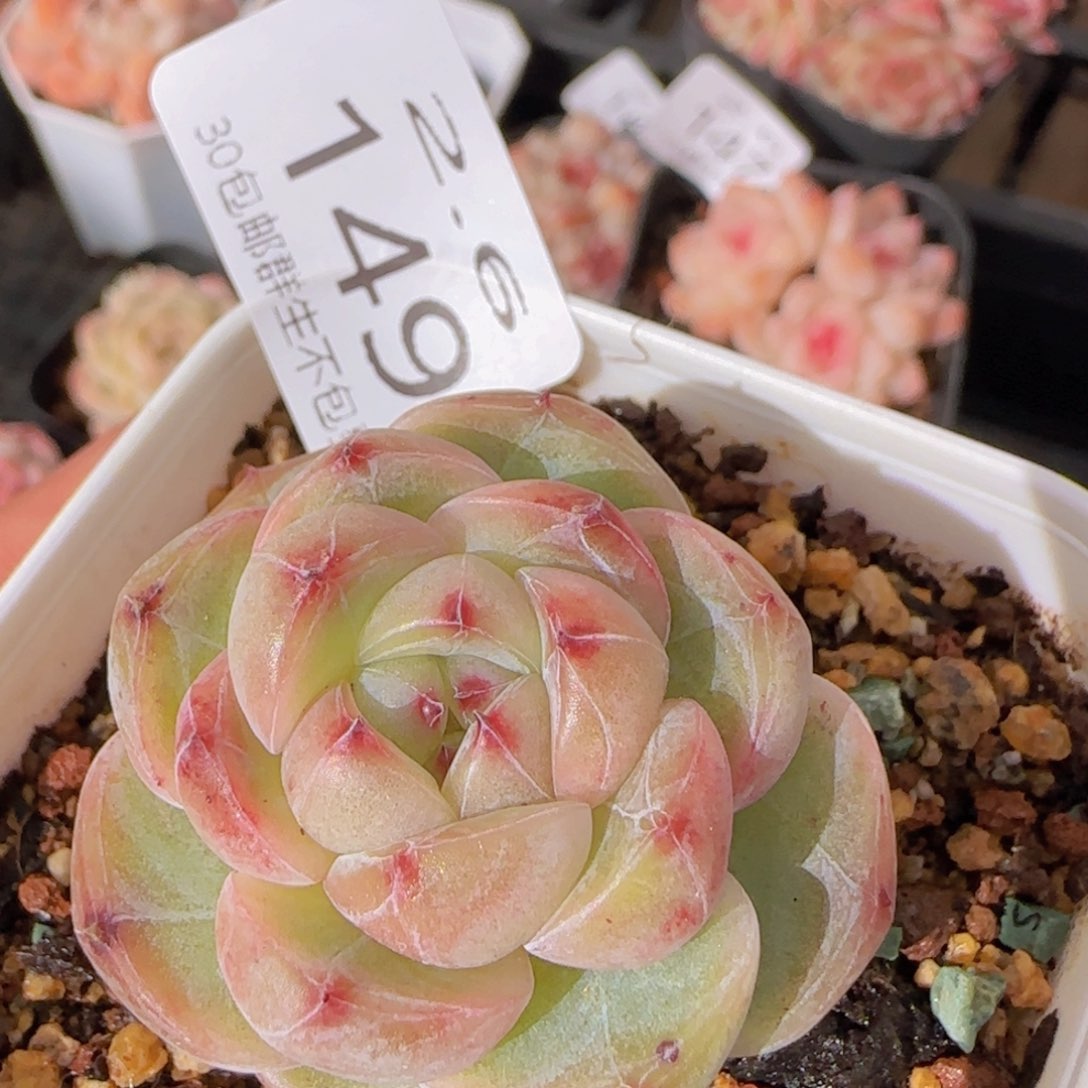 钻石珍妮单头一颗