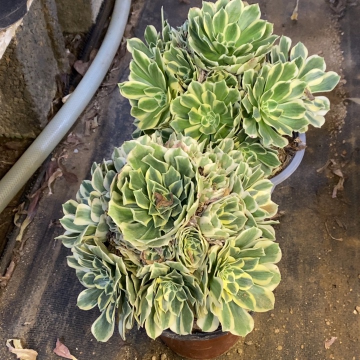 两盆多肉断头不包1699