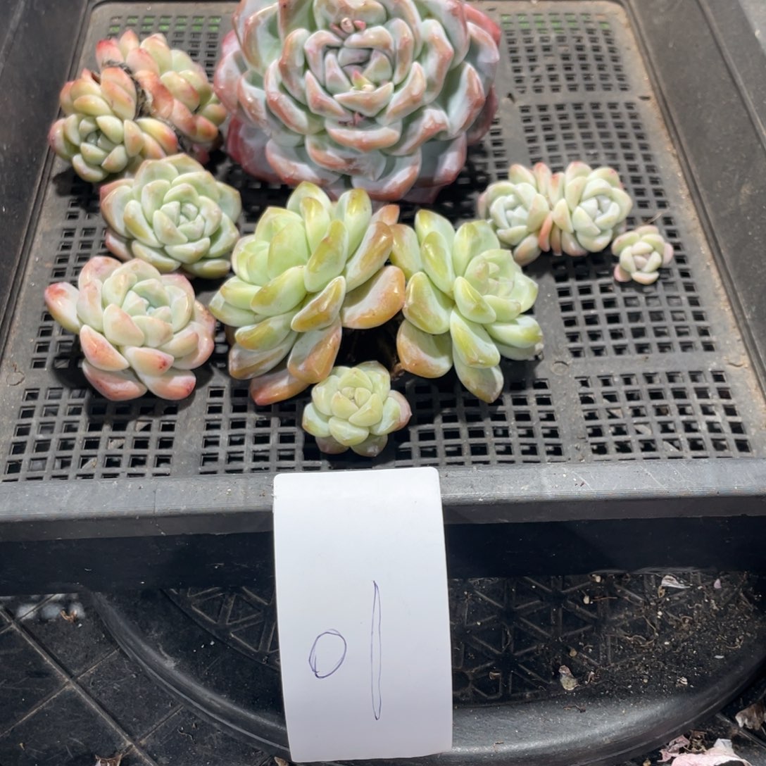 01专拍冰玉一筐6颗老桩