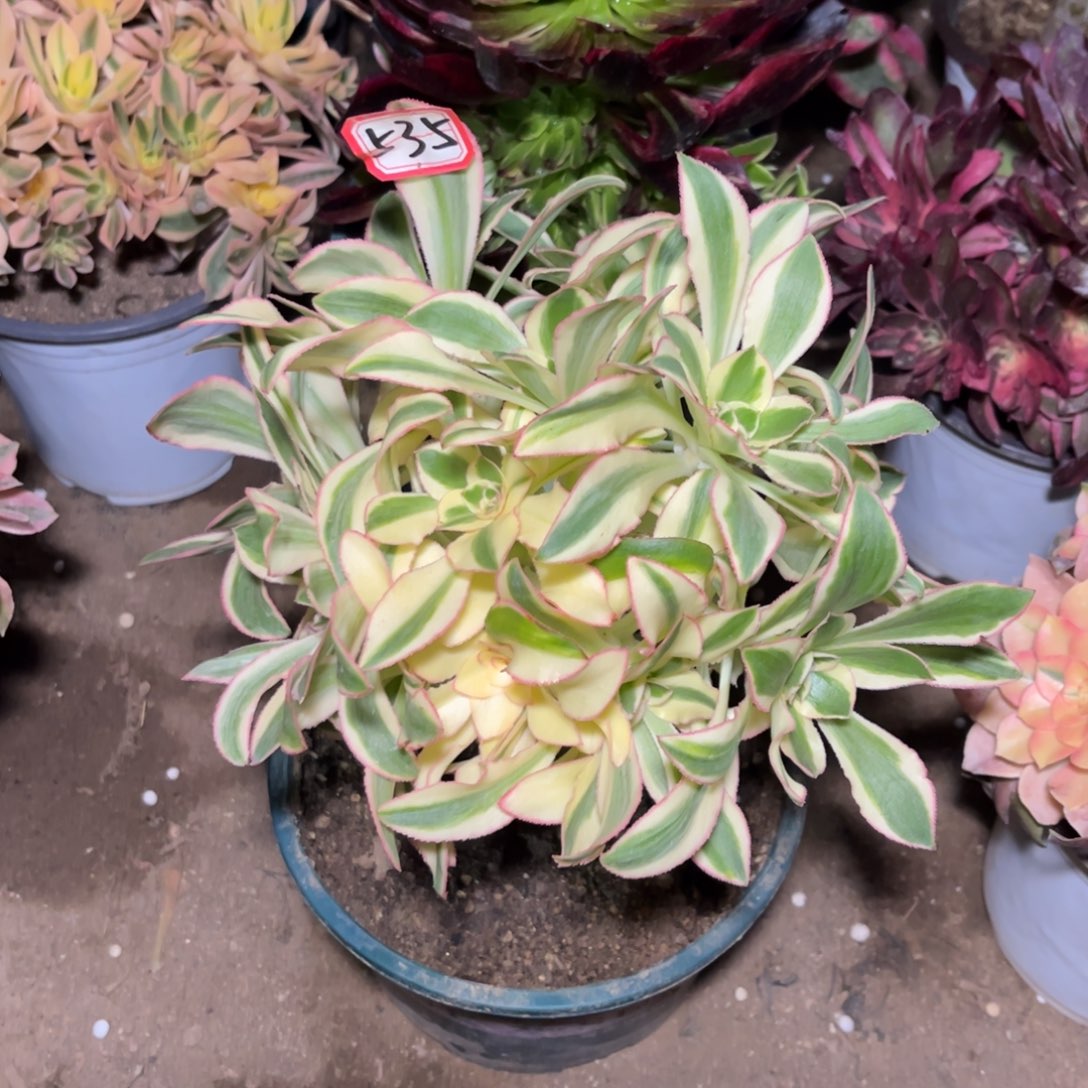 535多肉植物艳姿锦
