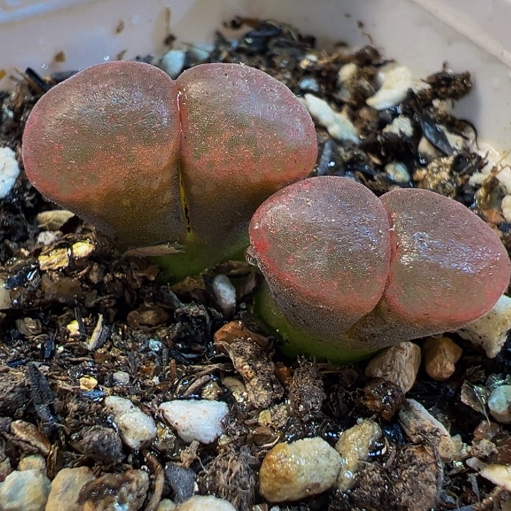 085多肉植物种类多样