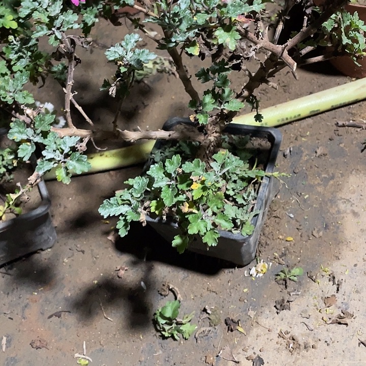 S***50菊花菊花菊花菊花家