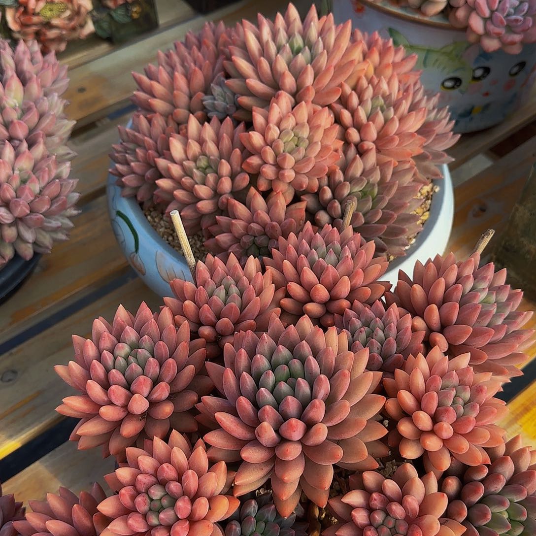 再***好赶紧看看咯咯摸摸摸摸两颗带盆