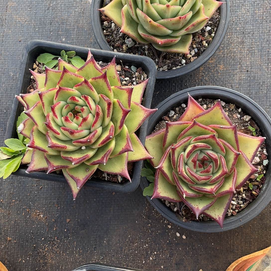 若如东云多肉E131