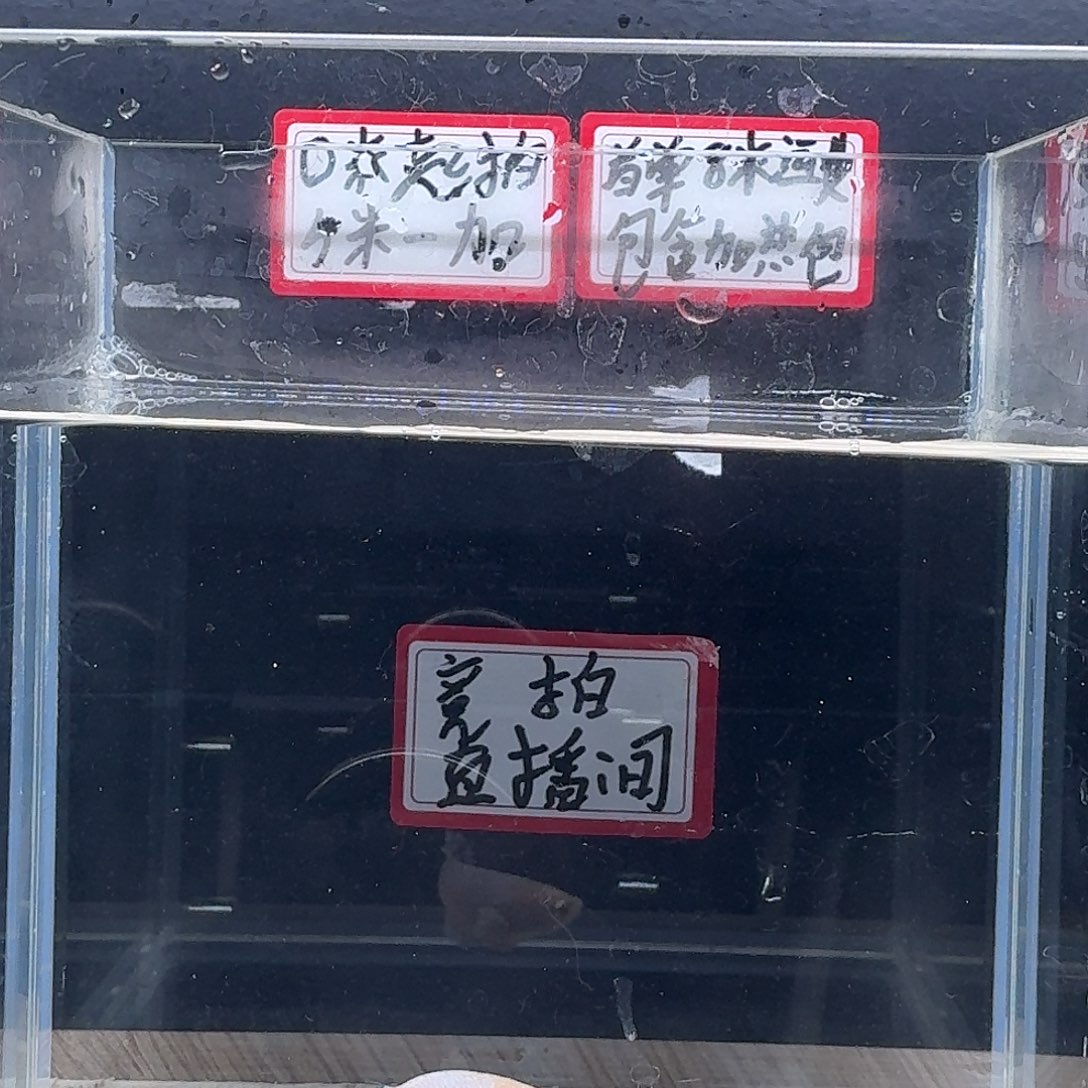 斗鱼泰国斗鱼母鱼
