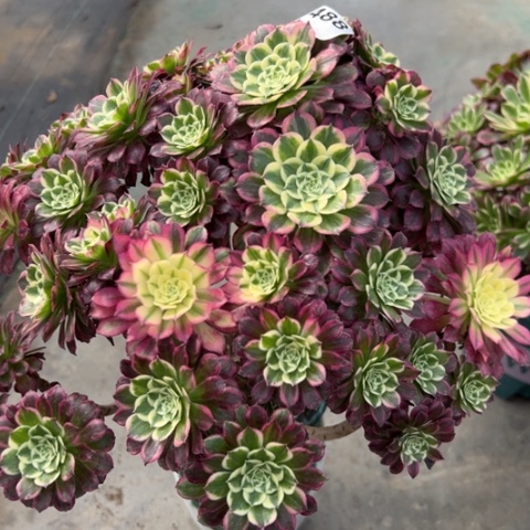 488天合朵朵28厘米左右