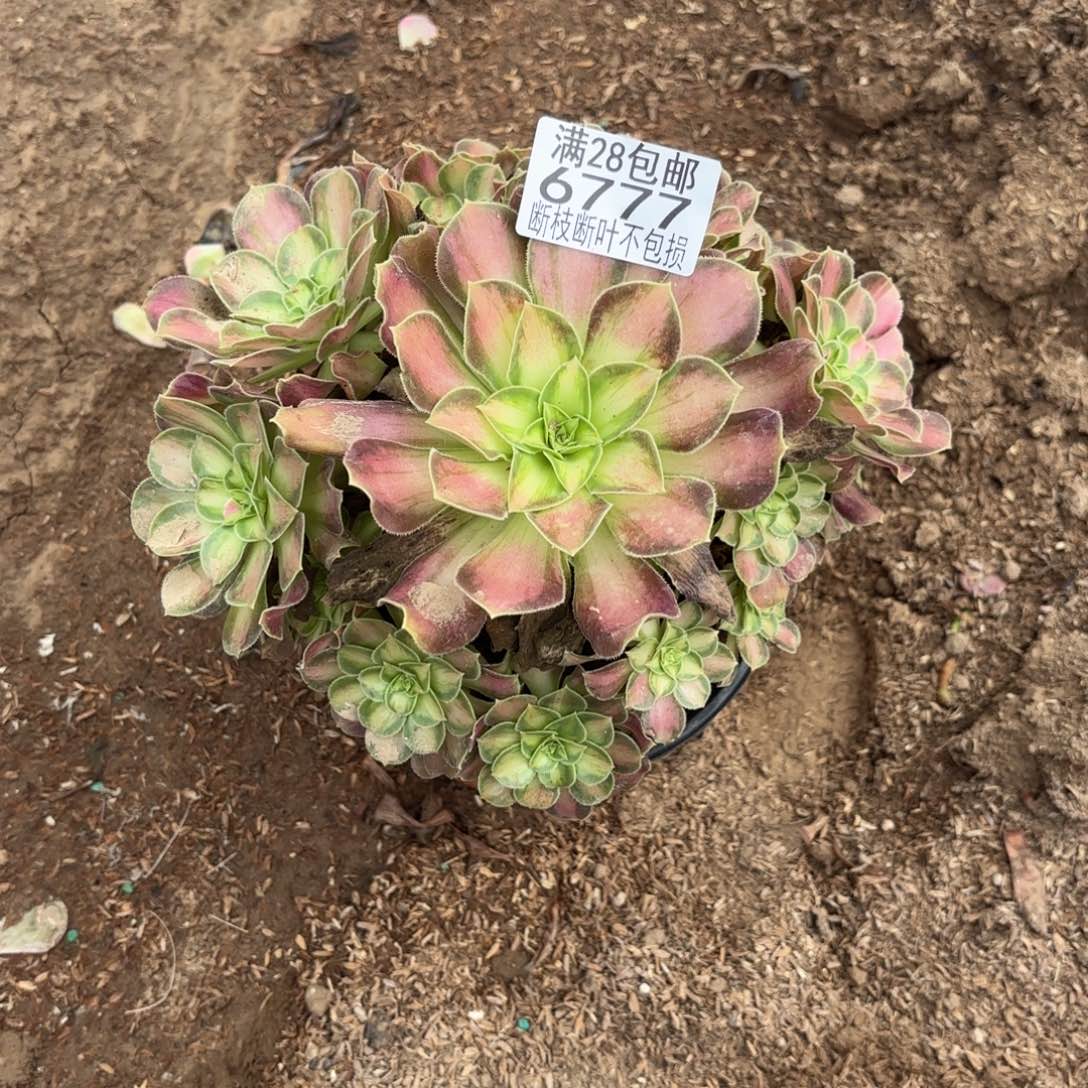 O. 6777韶华多肉，bad