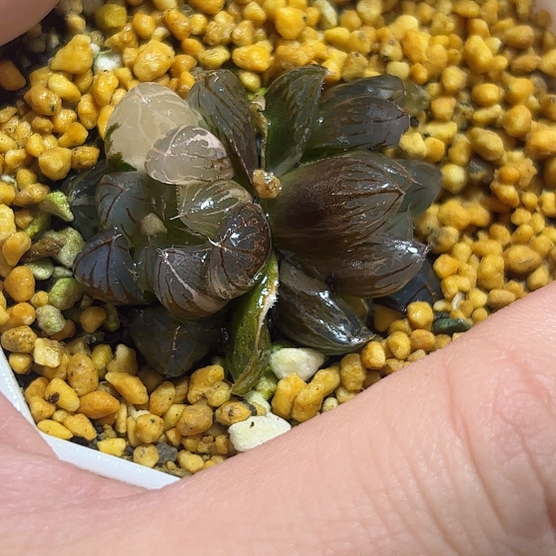 霓虹灯锦十二卷多肉植物