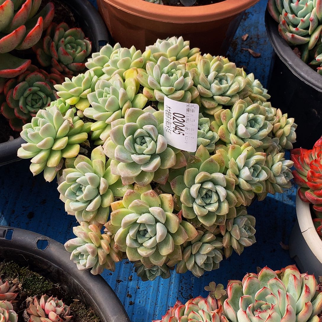 一***虹   奶油美人多肉02045