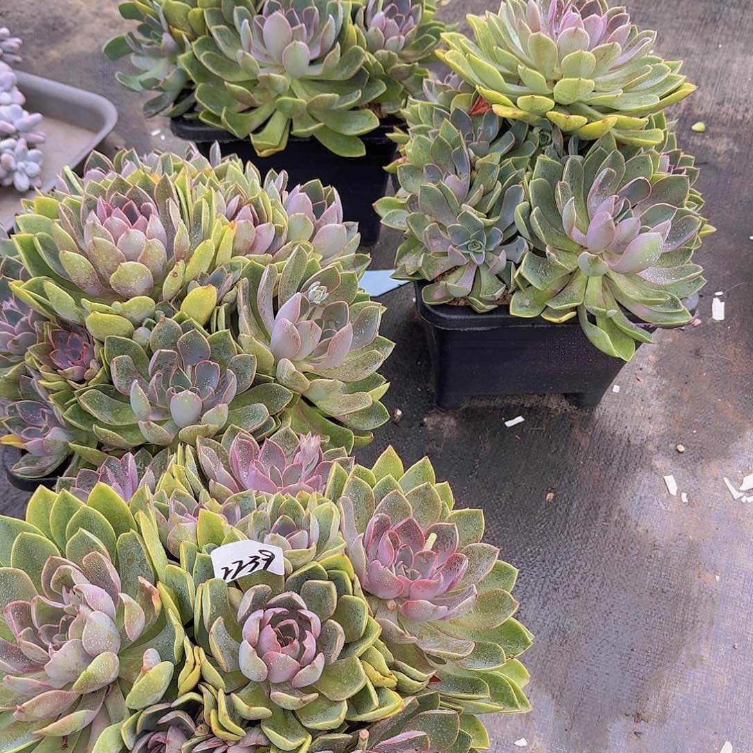 蛋***卷2239紫气东来多肉植物。发货 4颗