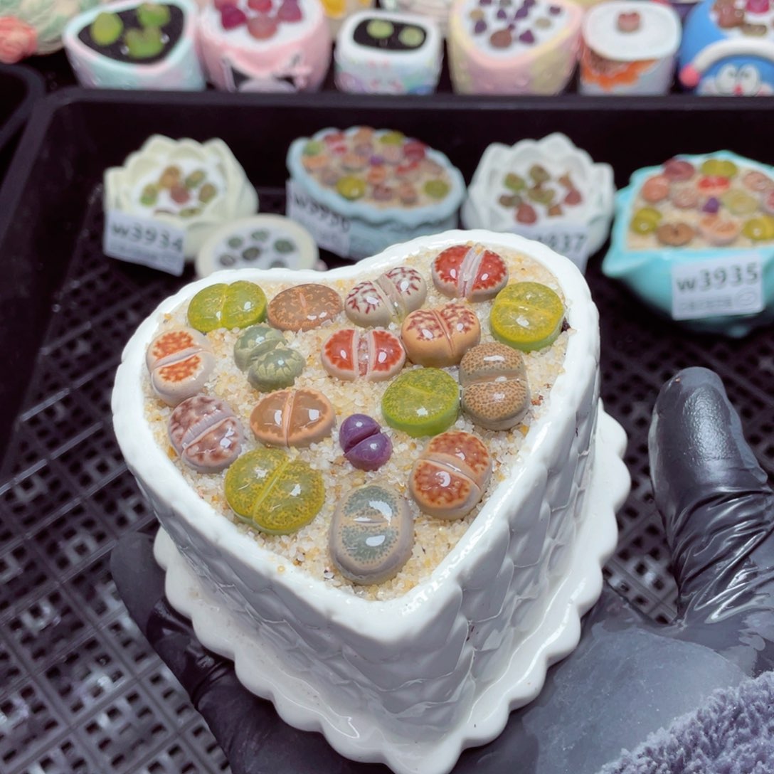 w3940--带盆土发货，零下地区拍保温箱