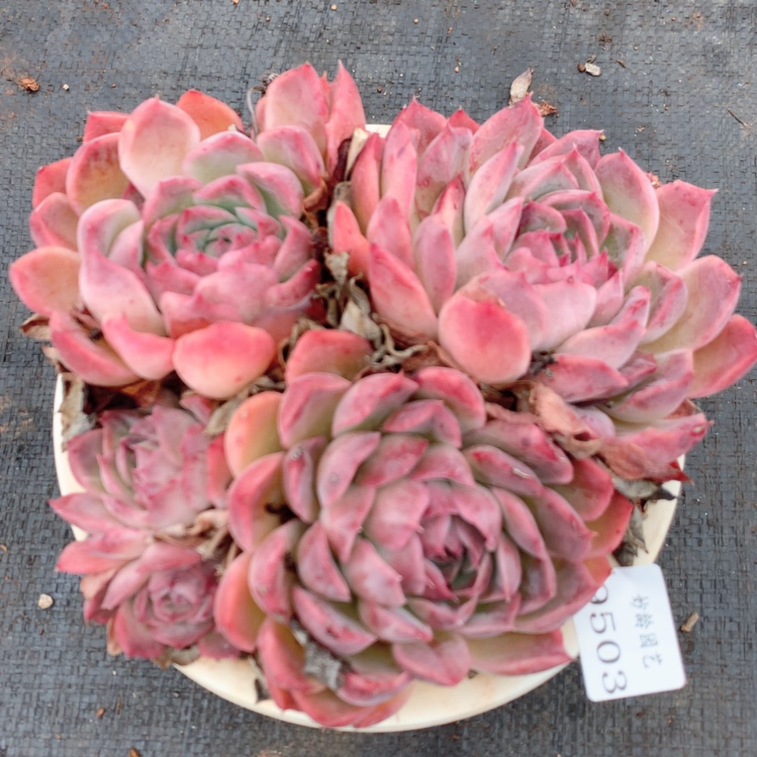 9503新年快乐发发发