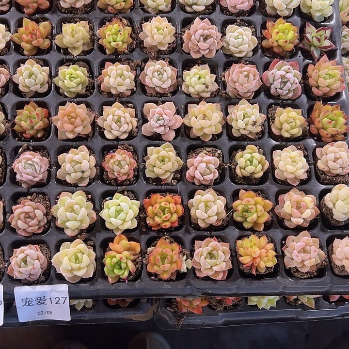 直播福利一物一拍128