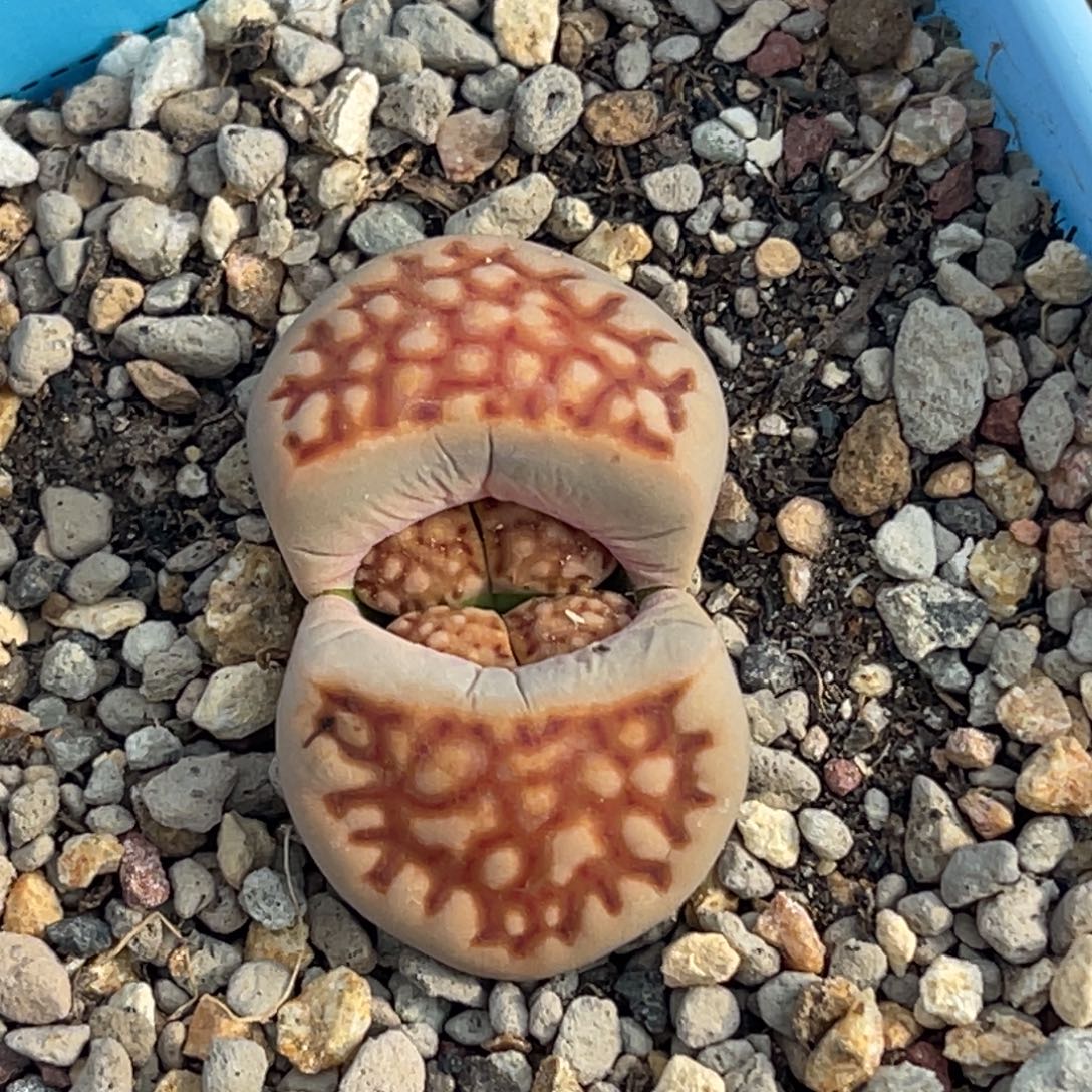7260红网纹一颗。    