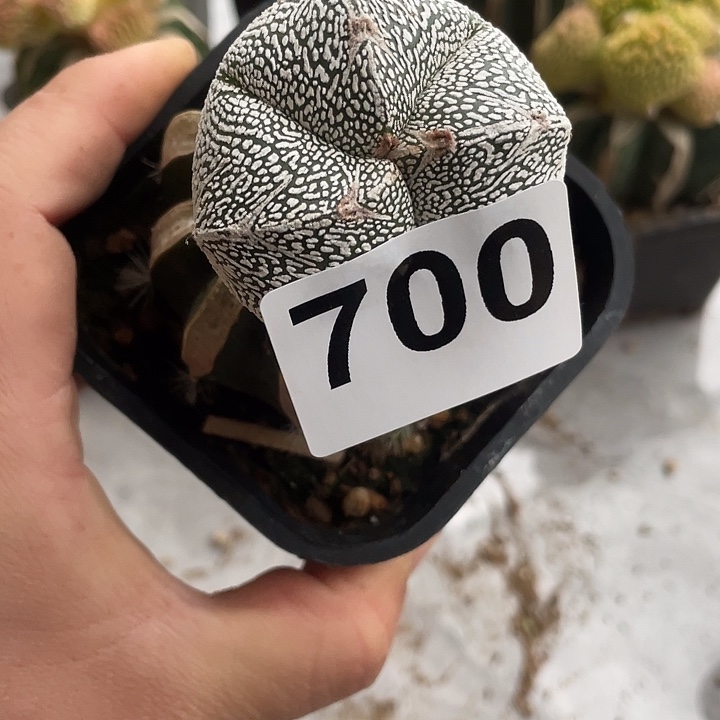 完全开放700恩中三愣