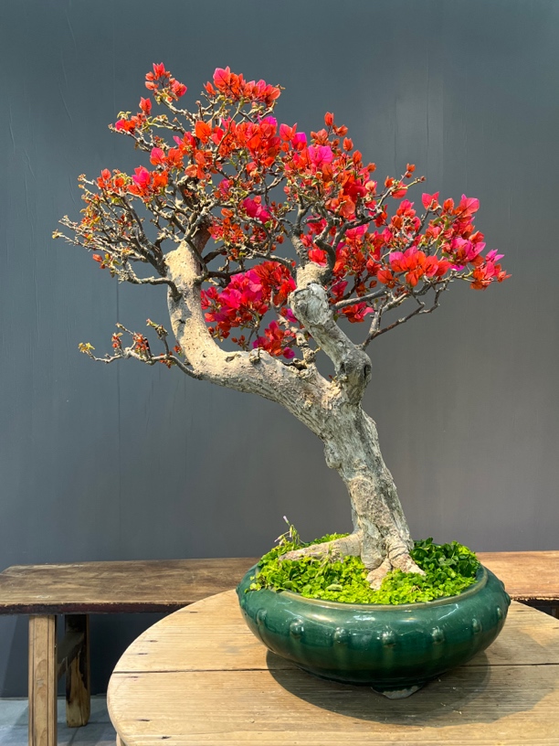 四季同安红枝爪年功精品老桩