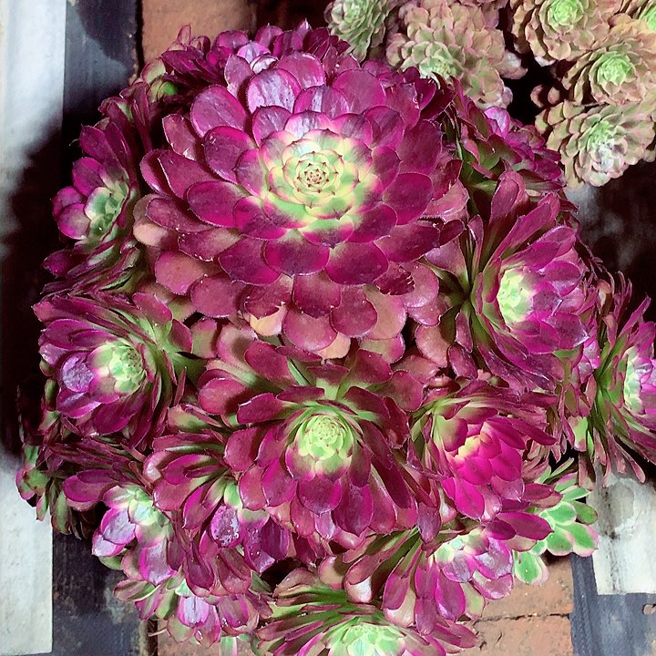 福利潘，有点微瑕