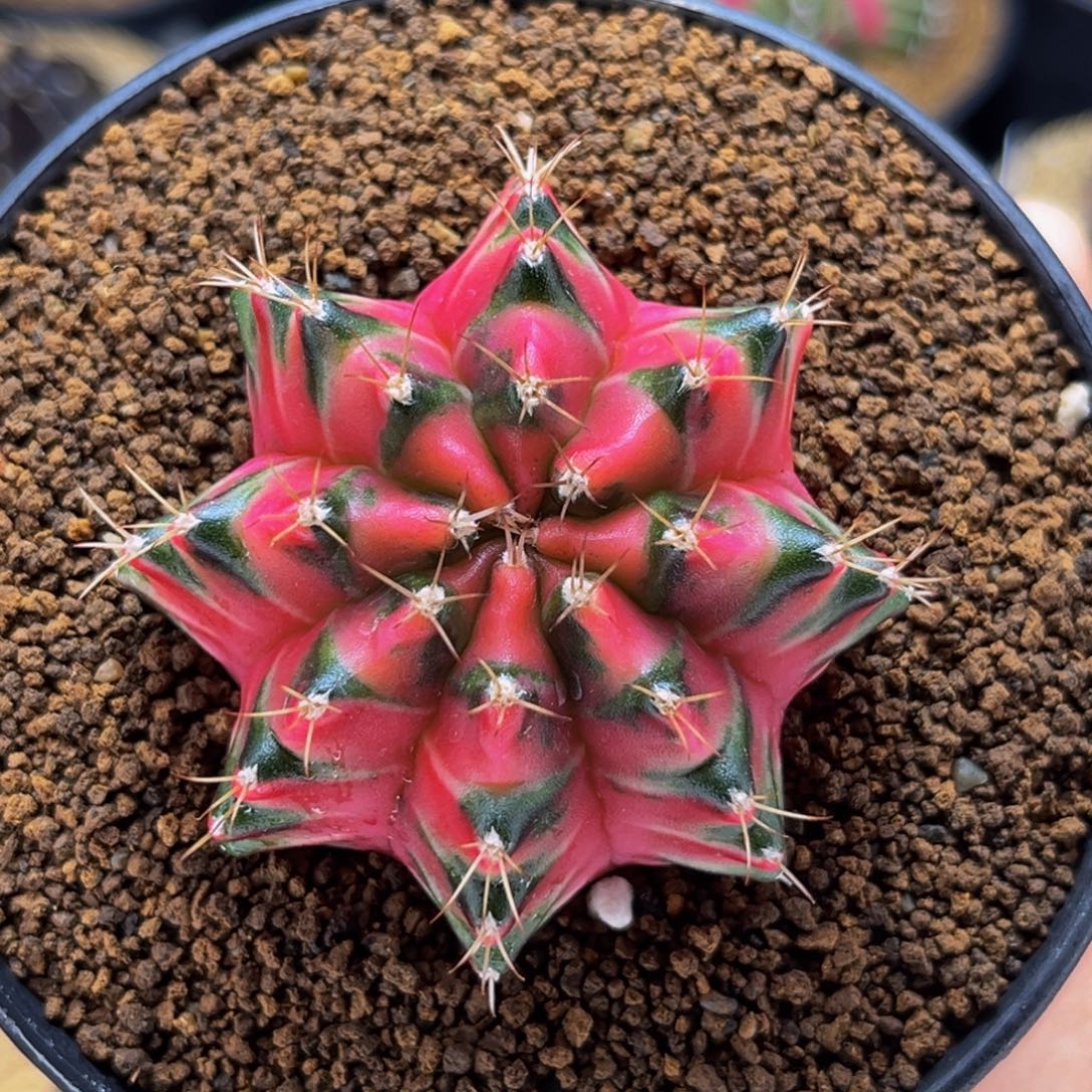 超美  米哈仙人球