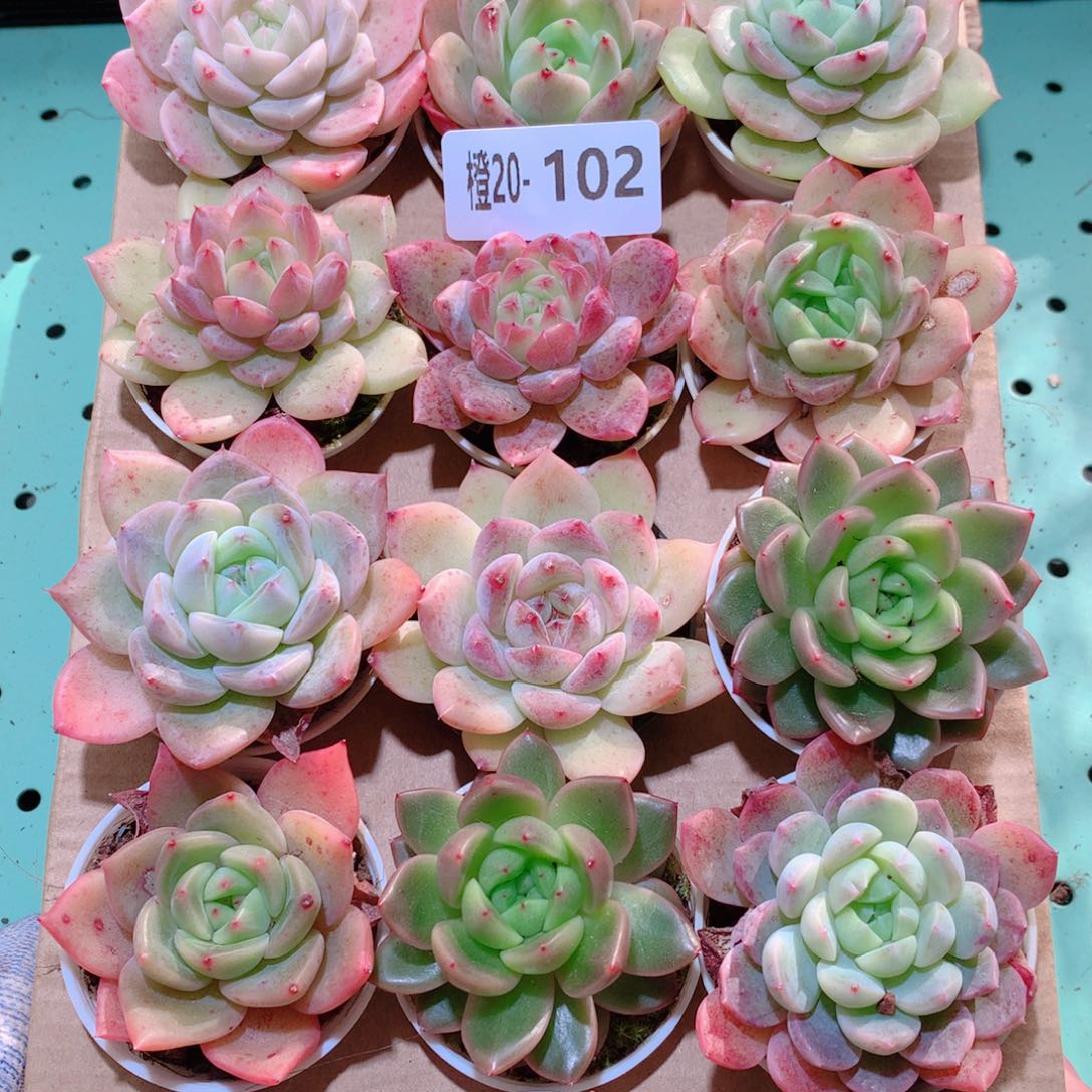 20-102一物一拍多肉带盆18颗