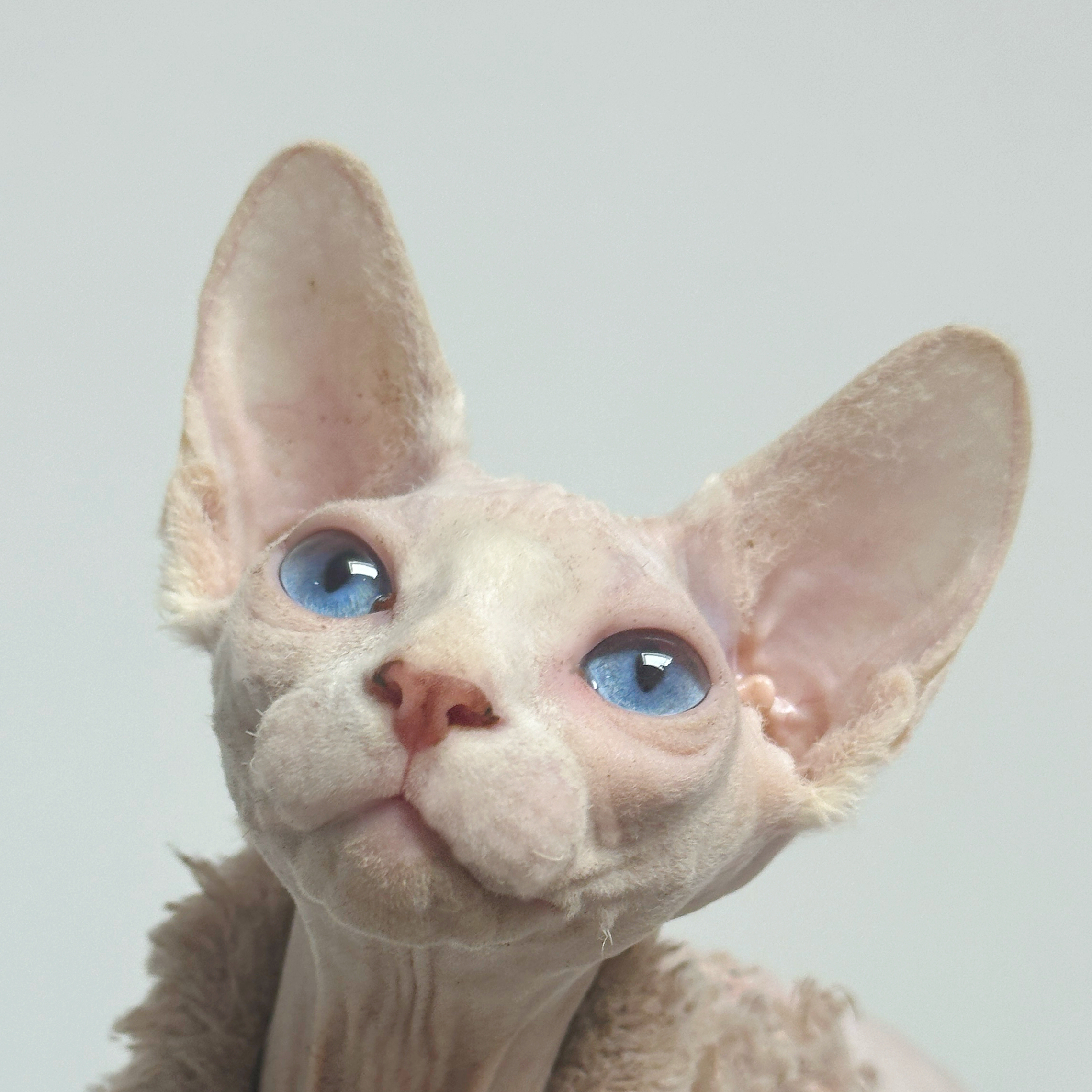 来了姊妹-白皮无毛猫-妹妹-YZ08