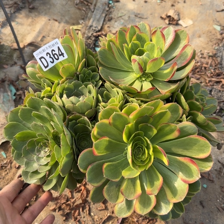 奶白……多肉植物……