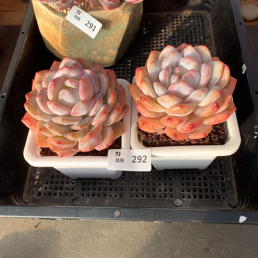 292蒙克多肉植物6666