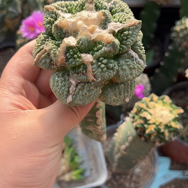 战损9.5哥斯拉牡丹仙人球911